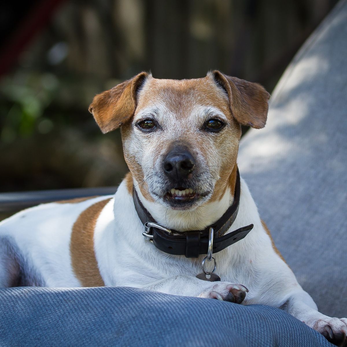 Buddy, the eldest